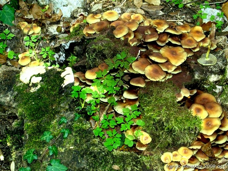 Nel secco bosco di leccio